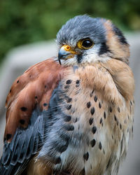 Close-up portrait of owl