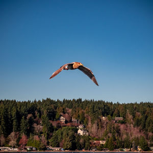 Bird flying over trees against clear blue sky