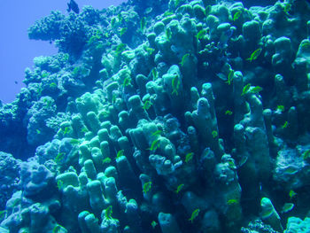 School of fish swimming in sea