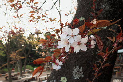 Close-up of flowers on tree