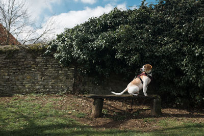 Beagle sitting on park bench against trees during sunny day