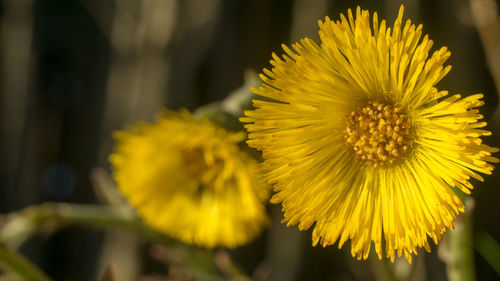 Close-up of yellow flowering plant