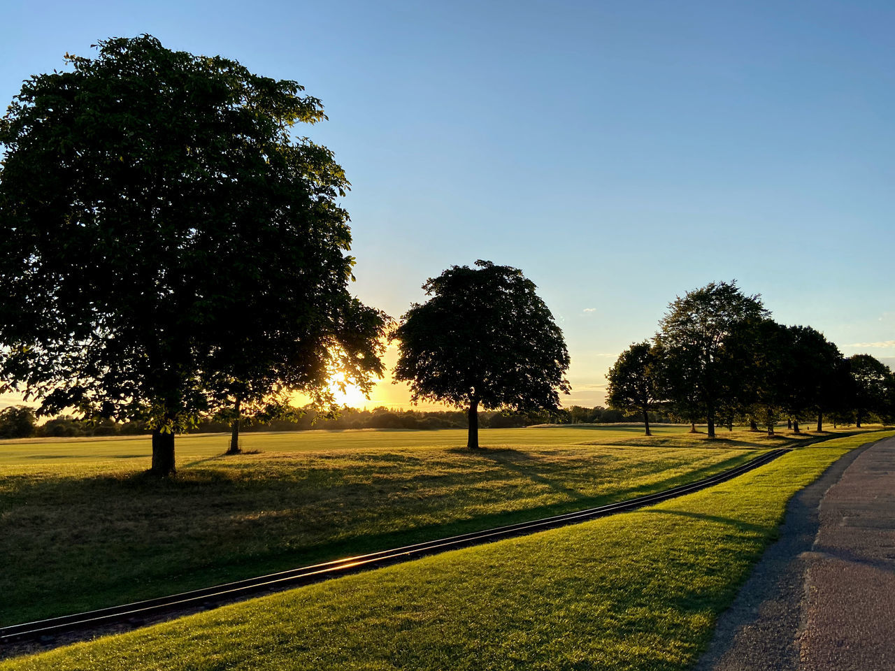 TREES GROWING ON FIELD AGAINST SKY DURING SUNRISE