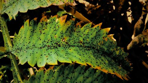 Close-up of leaves