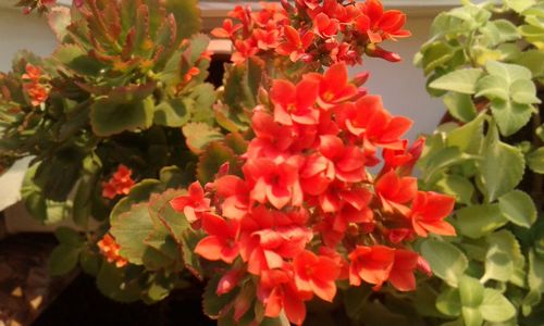 Close-up of red flowers blooming outdoors