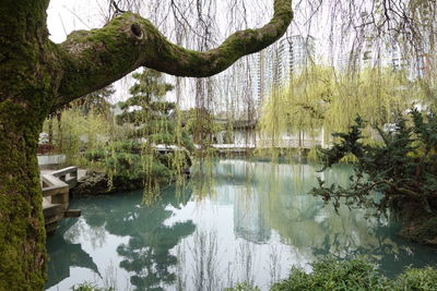 Scenic view of lake in forest