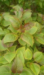 Full frame shot of green leaves