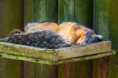 Close-up of cat sitting on wood