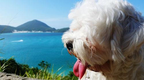 Close-up of dog on sea against sky