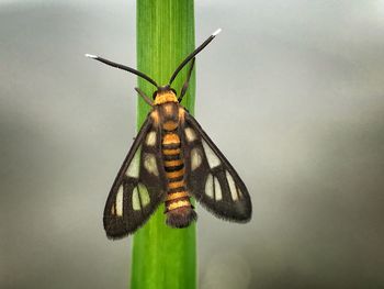 Close-up of insect perching on plant