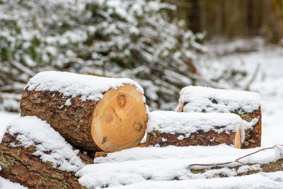 Stack or pile composed of blocks, pieces or logs of wood in winter or spring with snow