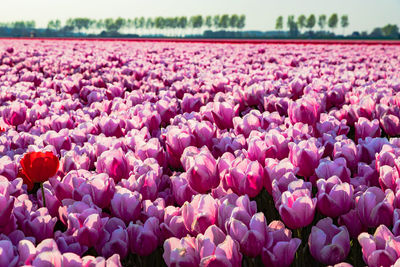 Close-up of pink flowers on field