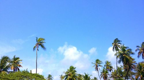 Low angle view of coconut palm trees against blue sky