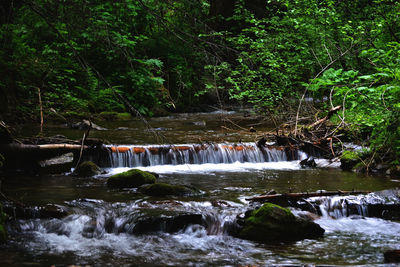 Scenic view of waterfall in forest