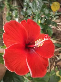 Close-up of red hibiscus blooming outdoors