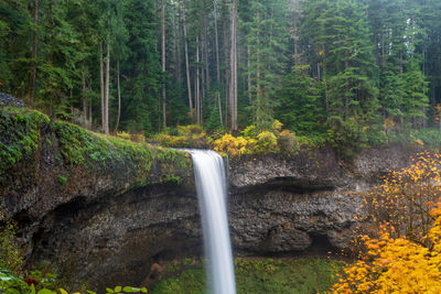 Scenic view of waterfall in forest