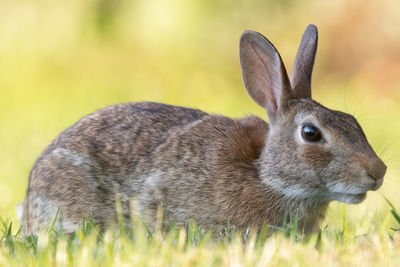 Close-up of a rabbit on field