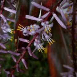 Close-up of flowers against blurred background