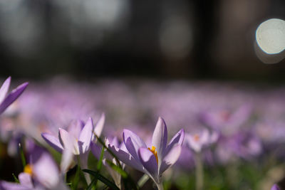 Close-up of purple crocus against blurred background