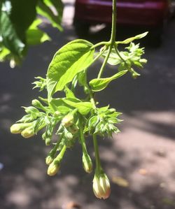 Close-up of flowering plant