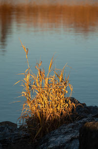 Close-up of plants growing on rock at lakeshore