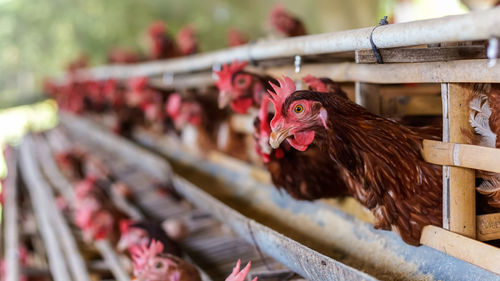 Close-up of chickens in animal pen