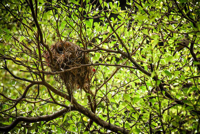 Low angle view of bird perching on tree