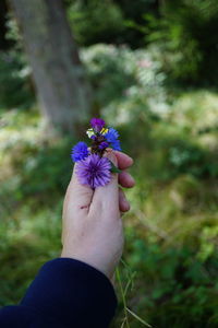 Cropped hand of woman holding purple flower