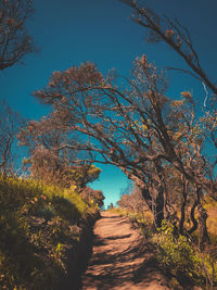 Dirt road amidst trees against clear blue sky
