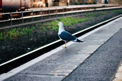 Bird perching on railing