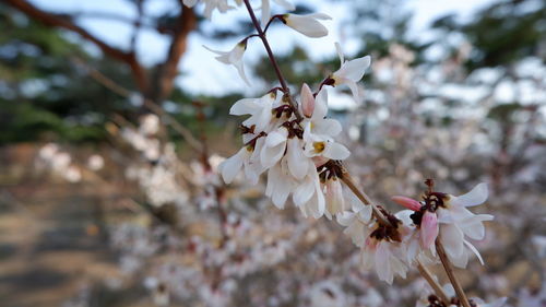 Close-up of cherry blossom