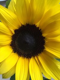 Close-up of sunflower