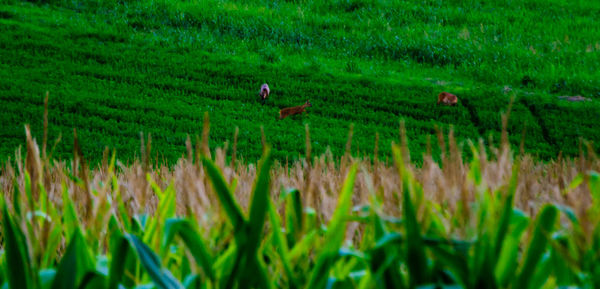 View of birds on field