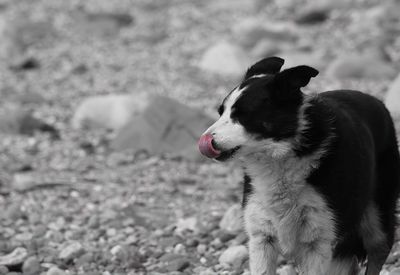 Close-up of dog