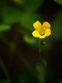 Close-up of yellow flowering plant