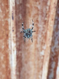 Close-up of spider on web