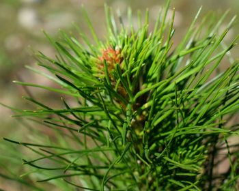 Close-up of pine tree