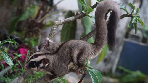 Close-up of a squirrel on tree