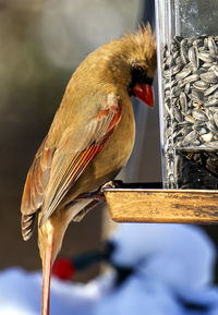 Male northern cardinal on a bird feeder
