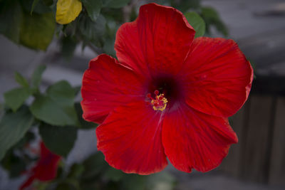 Close-up of red flower blooming outdoors