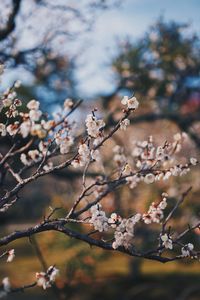 Low angle view of cherry blossom on tree