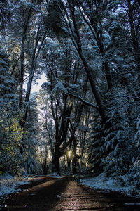 Road amidst trees in forest during winter