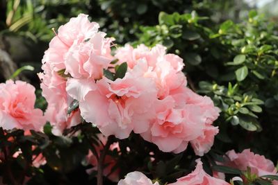 Close-up of pink flowers