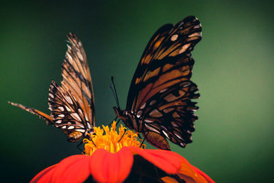 Close-up of butterfly pollinating on flower