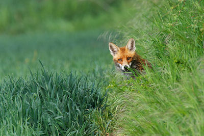 Face to face to mother fox 