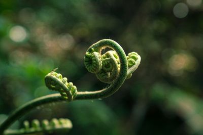 Close-up of fern