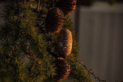 Close-up of pine cone on tree