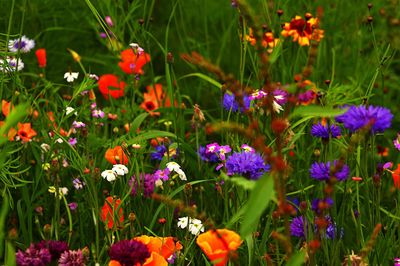 Close-up of purple flowering plants on field