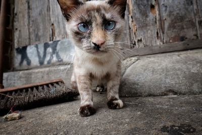 Portrait of cat