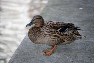 Close-up of mallard duck on retaining wall